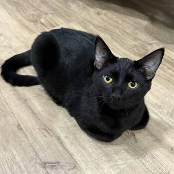 Rescue Domestic Short Hair Cats for Adoption in Campbell River, British Columbia - THE WIZARD LITTER: MERLIN & NYX | PetCurious