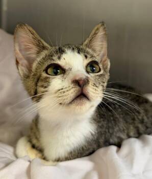 JJ Waffles -  Domestic Short Hair Cat for Adoption in Pomona, New York - JJ Waffles | PetCurious