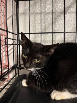 Stark -  Domestic Short Hair Cat for Adoption in Metter, Georgia - Stark | PetCurious
