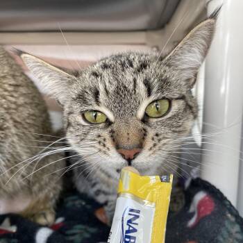 Lady -  Domestic Short Hair Cat for Adoption in Warwick, Rhode Island - Lady | PetCurious