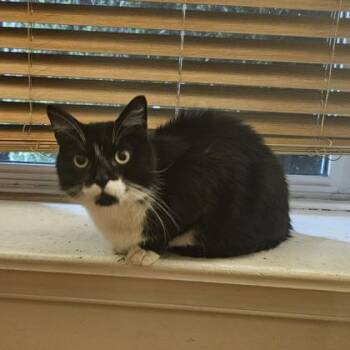 Domestic Short Hair Cats Available for Adoption in West Chester, Pennsylvania - Bradley | PetCurious