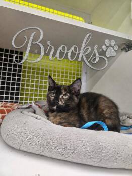 Brooks NC -  Domestic Short Hair Cat for Adoption in Dallas, Texas - Brooks NC | PetCurious