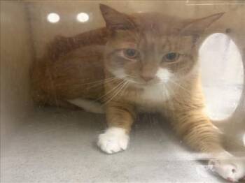 BRAVE -  Domestic Short Hair Cat for Adoption in Derwood, Maryland - BRAVE | PetCurious