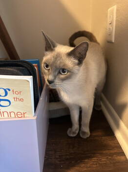 Rescue Domestic Short Hair Cats for Adoption in The Woodlands, Texas - Jingles | PetCurious