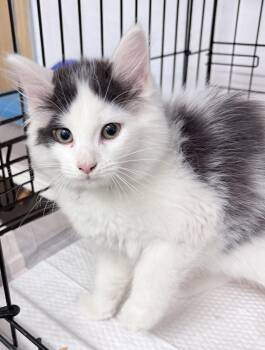Flecka -  Domestic Long Hair Cat for Adoption in Philadelphia, Pennsylvania - Flecka | PetCurious