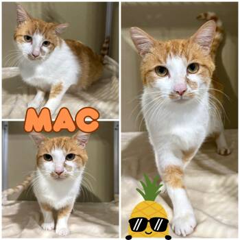 Rescue Domestic Short Hair Cats for Adoption in Pierceton, Indiana - Mac | PetCurious