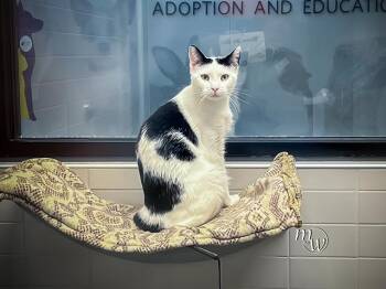Domestic Short Hair Cats Available for Adoption - ARYA | PetCurious