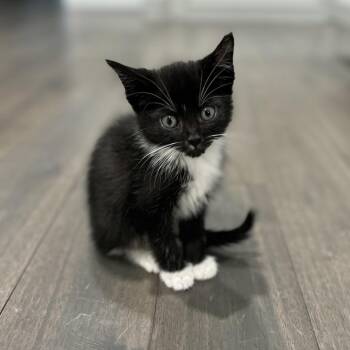 Minestrone-C -  Domestic Short Hair Cat for Adoption in East St. Louis, Illinois - Minestrone-C | PetCurious