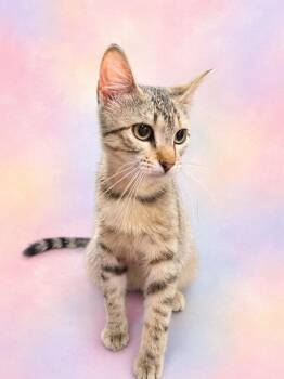 Domestic Short Hair Cats Available for Adoption in Corpus Christi, Texas - Snickers | PetCurious