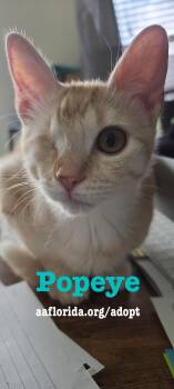 Popeye -  Tabby Cat for Adoption in Pensacola, Florida - Popeye | PetCurious