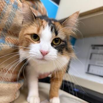 Domestic Long Hair Cats Available for Adoption - TT | PetCurious