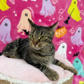 Coraline -  Domestic Short Hair Cat for Adoption in Riverwoods, Illinois - Coraline | PetCurious