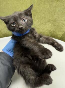 BRANDON -  Domestic Short Hair Cat for Adoption in Riverside, California - BRANDON | PetCurious