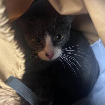 Gracie -  Domestic Short Hair Cat for Adoption in Philadelphia, Pennsylvania - Gracie | PetCurious