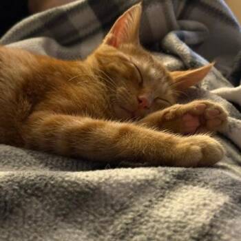 Alfie -  Domestic Short Hair Cat for Adoption in Green Bay, Wisconsin - Alfie | PetCurious