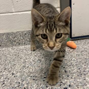 Lisa -  Domestic Short Hair Cat for Adoption in Dayton, Ohio - Lisa | PetCurious