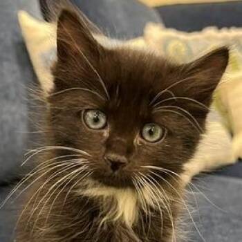 Toni -  Domestic Medium Hair Cat for Adoption in Cumming, Georgia - Toni | PetCurious