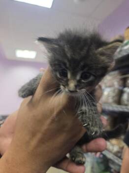 61745520 -  Domestic Short Hair Cat for Adoption in El Paso, Texas - 61745520 | PetCurious