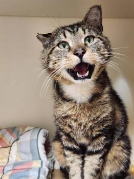 TODD -  Domestic Short Hair Cat for Adoption in Dedham, Massachusetts - TODD | PetCurious