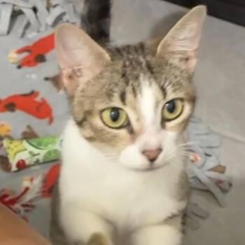 Mama Poppy -  Domestic Short Hair Cat for Adoption in Titusville, Florida - Mama Poppy | PetCurious