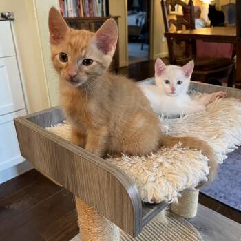 Domestic Short Hair Cats Available for Adoption - Merlin | PetCurious