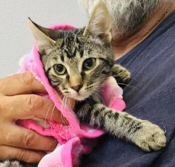 Eclair -  Tabby Cat for Adoption in Leona Valley, California - Eclair | PetCurious