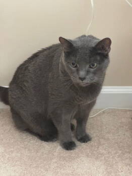 Rescue Russian Blue Cats for Adoption in Herndon, Virginia - Smokey Senior | PetCurious