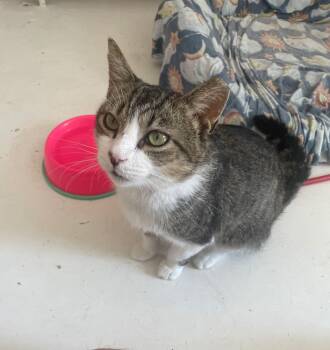 Robby -  Tabby Cat for Adoption in Cleveland, Ohio - Robby | PetCurious