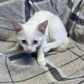 Snowflake -  Domestic Short Hair Cat for Adoption in Trophy Club, Texas - Snowflake | PetCurious