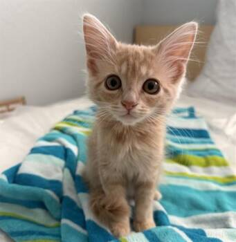 MIMI -  Domestic Medium Hair Cat for Adoption in Santa Clara, California - MIMI | PetCurious