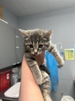 Sage -  Domestic Short Hair Cat for Adoption in Bloomington, Indiana - Sage | PetCurious