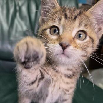 Fuli -  Domestic Short Hair Cat for Adoption in Wadena, Minnesota - Fuli | PetCurious