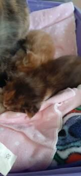 Bam Bam -  Domestic Long Hair Cat for Adoption in Georgetown, Ohio - Bam Bam | PetCurious