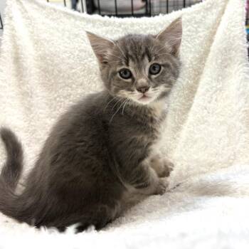 Stewie -  Domestic Short Hair Cat for Adoption in Blackfoot, Idaho - Stewie | PetCurious
