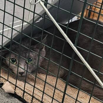 Domestic Short Hair Cats Available for Adoption in Montgomery, Alabama - Blue | PetCurious