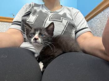 Milo -  Domestic Short Hair Cat for Adoption in Bayonne, New Jersey - Milo | PetCurious