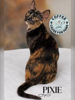 Pixie -  Tortoiseshell Cat for Adoption in Douglas, Georgia - Pixie | PetCurious