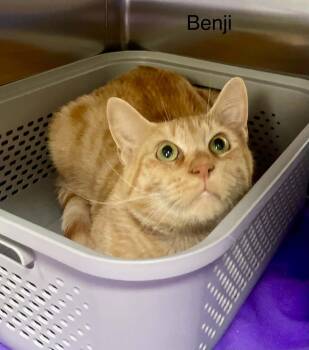 Benji -  Tabby Cat for Adoption in Wyandotte, Michigan - Benji | PetCurious