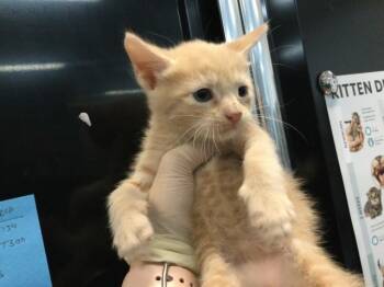 A1919378 -  Domestic Short Hair Cat for Adoption in Thousand Palms, California - A1919378 | PetCurious