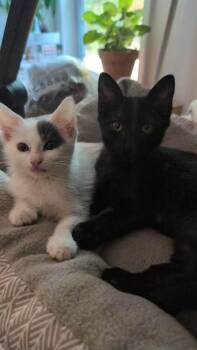 Lincoln -  Domestic Short Hair Cat for Adoption in Nacogdoches, Texas - Lincoln | PetCurious