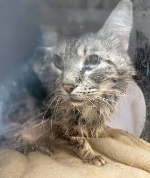 Domestic Medium Hair Cats Available for Adoption in Nashville, Tennessee - Pawssanova | PetCurious