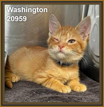 WASHINGTON (see also AMERICA and siblings) -  Domestic Short Hair and Tabby Cat for Adoption in Marietta, Georgia - WASHINGTON (see Also AMERICA And Siblings) | PetCurious