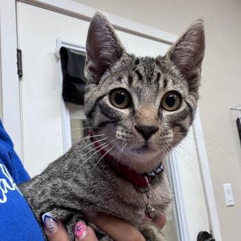 Tracker -  Domestic Short Hair Cat for Adoption in Goleta, California - Tracker | PetCurious