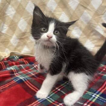 Hermes -  Domestic Medium Hair Cat for Adoption in Hawthorne, California - Hermes | PetCurious