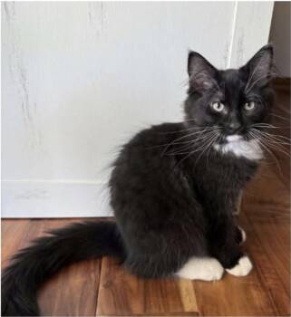 Newmar -  Domestic Long Hair Cat for Adoption in Eugene, Oregon - Newmar | PetCurious