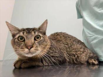 Domestic Short Hair Cats Available for Adoption in Annapolis, Maryland - Max (with Felix) | PetCurious