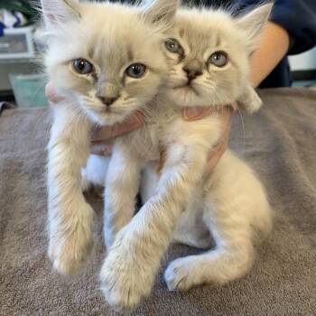 Jumbotron 24 -  Domestic Short Hair Cat for Adoption in Austin, Texas - Jumbotron 24 | PetCurious