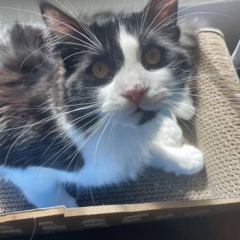 Domestic Long Hair Cats Available for Adoption - He-ra | PetCurious