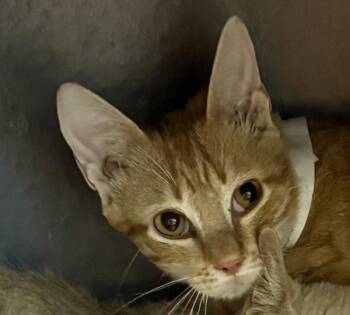 Domestic Short Hair Cats Available for Adoption in Golden, Colorado - Theodore | PetCurious