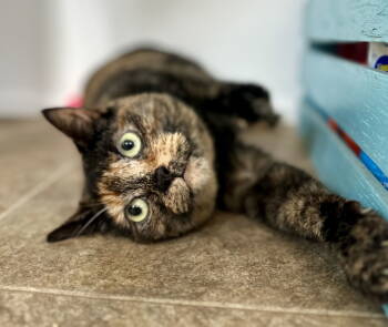 Rescue Domestic Short Hair Cats for Adoption in Sistersville, West Virginia - Poppy | PetCurious